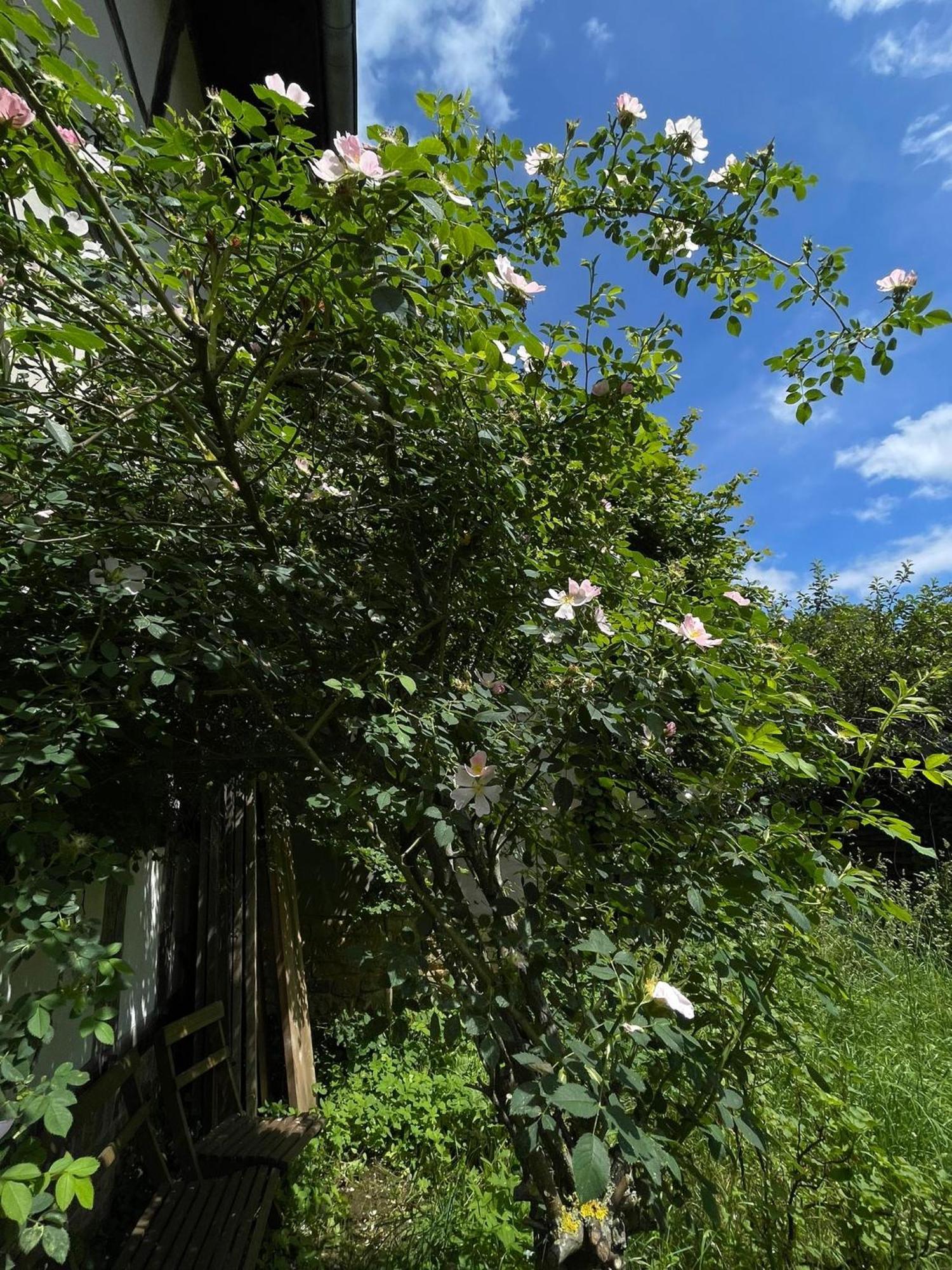 Cherrytree Cottage 1840 Heimbach Luaran gambar